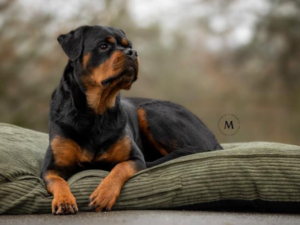 Cat-Dogs Orthopädische Cord-Hundematte