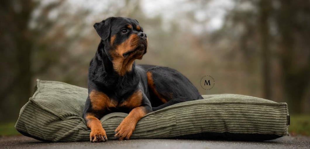 Cat-Dogs Orthopädische Cord-Hundematte
